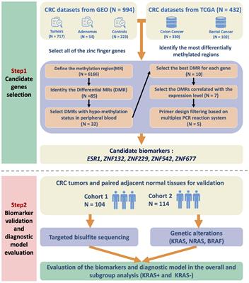 Targeted Bisulfite Sequencing Reveals DNA Methylation Changes in Zinc Finger Family Genes Associated With KRAS Mutated Colorectal Cancer